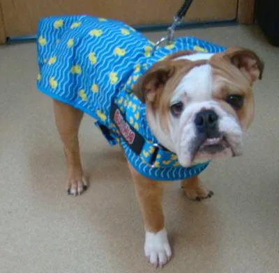 Homestead Small Animal Practice Picture 6