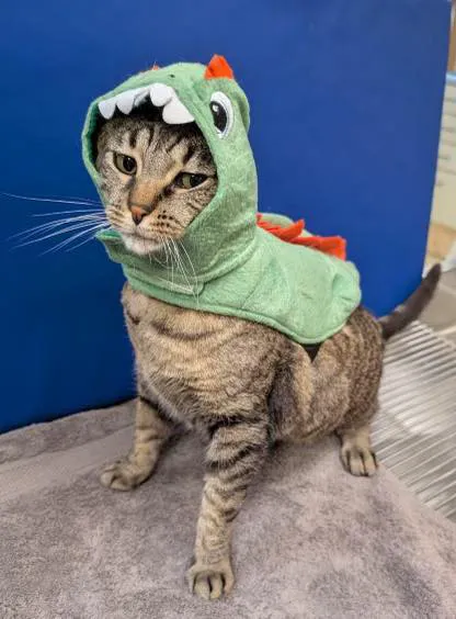 Homestead Small Animal Practice Picture 8