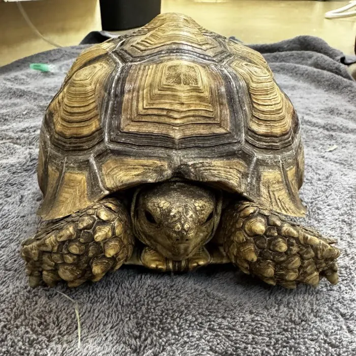 Homestead Small Animal Practice Picture 5