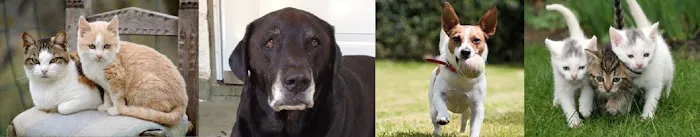 Heather Ridge Pet Hospital Picture 5