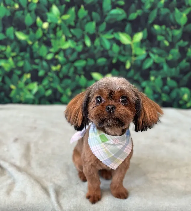 Heather Ridge Pet Hospital Picture 4