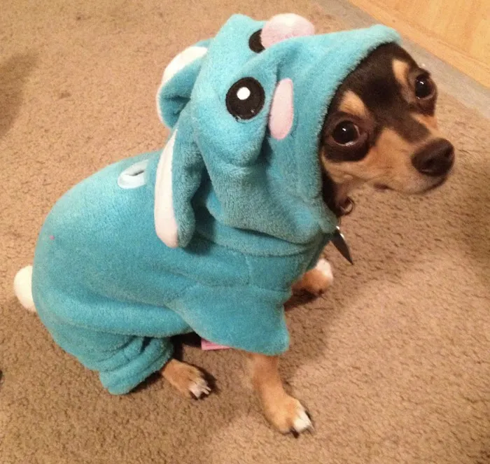 Heather Ridge Pet Hospital Picture 9