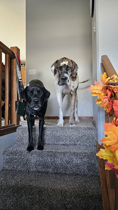 Tea Veterinary Clinic PC Picture 4