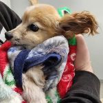 Tea Veterinary Clinic PC