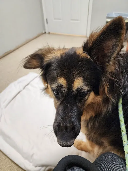 Tea Veterinary Clinic PC Picture 2