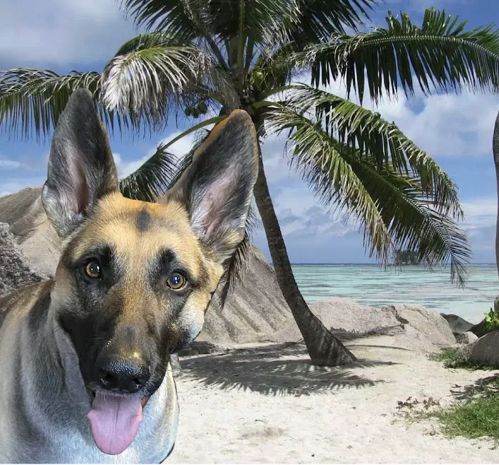 Tea Veterinary Clinic PC Picture 10