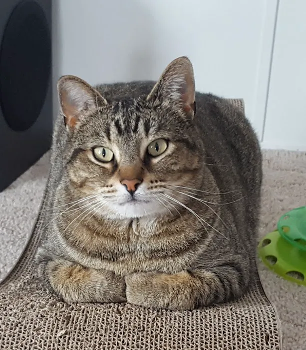 All City Pet Care Veterinary Emergency Hospital Picture 6