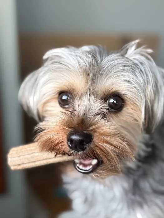 All City Pet Care Veterinary Emergency Hospital Picture 5