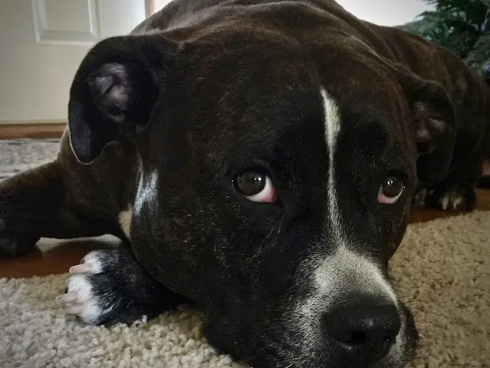 All City Pet Care Veterinary Emergency Hospital Picture 2