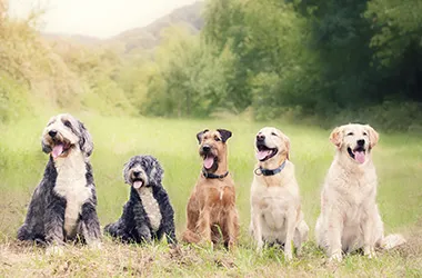 All City Pet Care Veterinary Emergency Hospital Picture 1