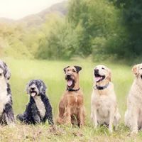 All City Pet Care Veterinary Emergency Hospital ico