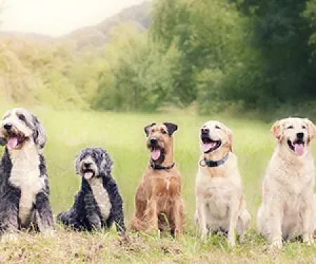 All City Pet Care Veterinary Emergency Hospital