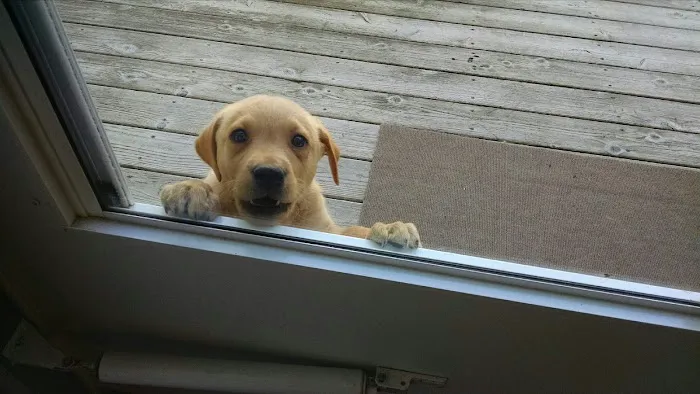 All City Pet Care Veterinary Emergency Hospital Picture 3