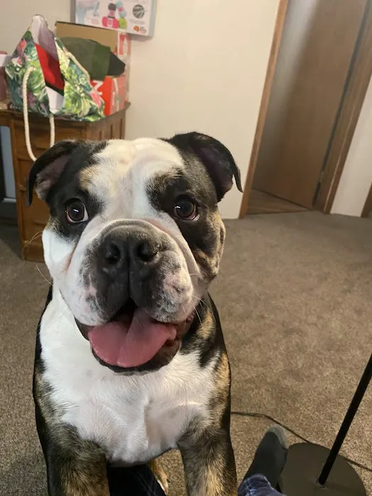 All City Pet Care Veterinary Emergency Hospital Picture 7