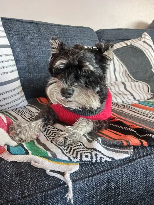 All City Pet Care South: Heitmann Jeff DVM Picture 2