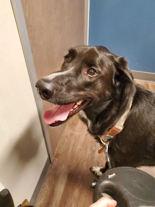 All City Pet Care South: Heitmann Jeff DVM Picture 1