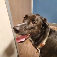 All City Pet Care South: Heitmann Jeff DVM ico