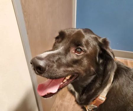 All City Pet Care South: Heitmann Jeff DVM