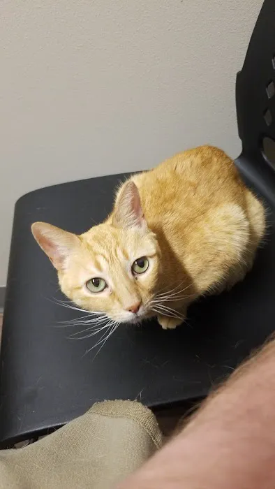 All City Pet Care South: Heitmann Jeff DVM Picture 3