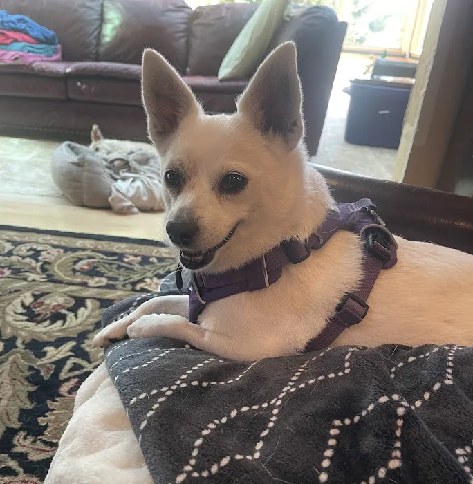 All City Pet Care South: Heitmann Jeff DVM Picture 7