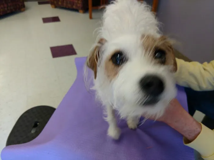 Windhorse Veterinary Acupuncture Picture 3