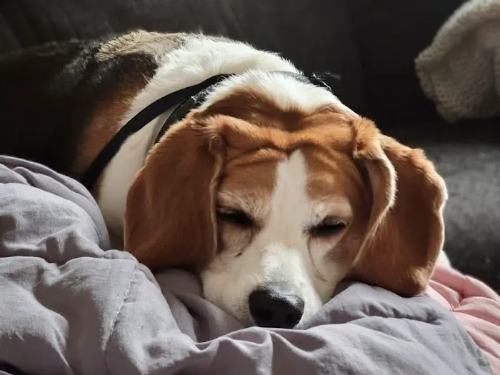 Windhorse Veterinary Acupuncture Picture 2