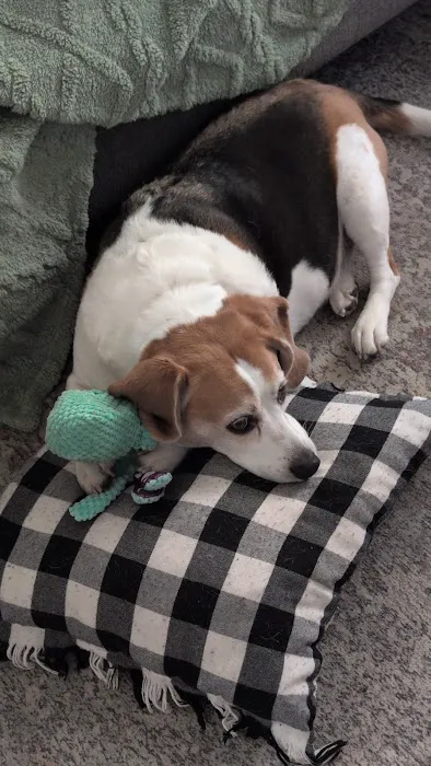 Windhorse Veterinary Acupuncture Picture 1