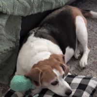 Windhorse Veterinary Acupuncture ico