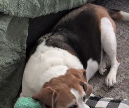 Windhorse Veterinary Acupuncture