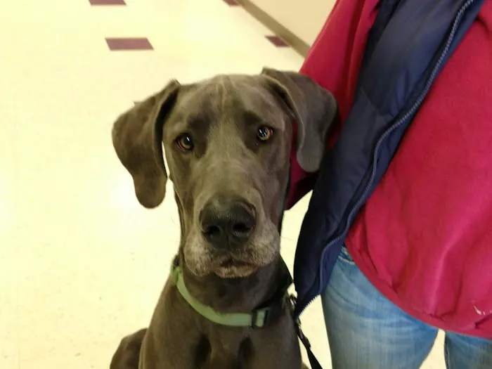 Windhorse Veterinary Acupuncture Picture 4