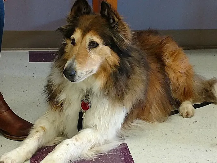 Windhorse Veterinary Acupuncture Picture 5