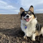 South Central Veterinary Clinic