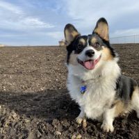 South Central Veterinary Clinic ico