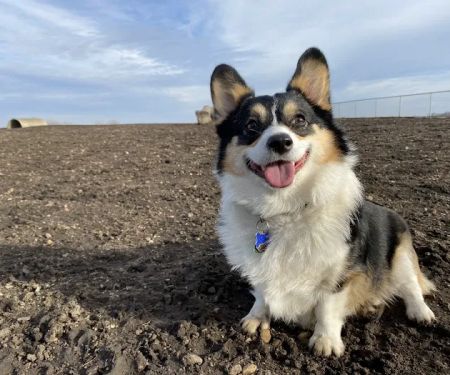 South Central Veterinary Clinic