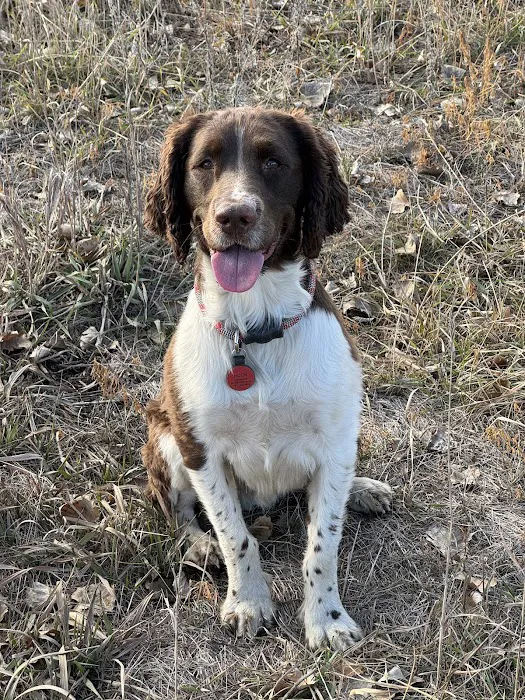 South Central Veterinary Clinic Picture 6