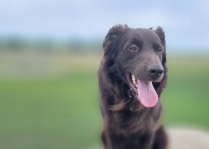 Horizon Pet Care Picture 2