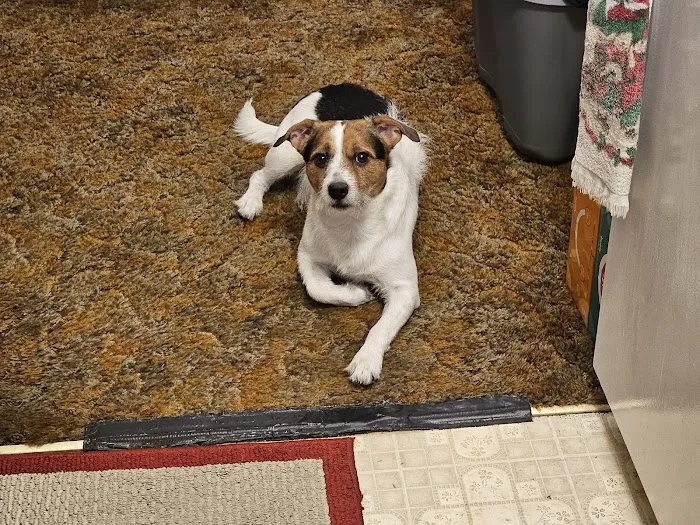 Horizon Pet Care Picture 1