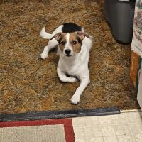 Horizon Pet Care ico