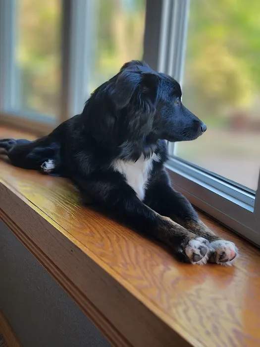 Horizon Pet Care Picture 3