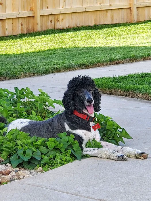 Horizon Pet Care Picture 6