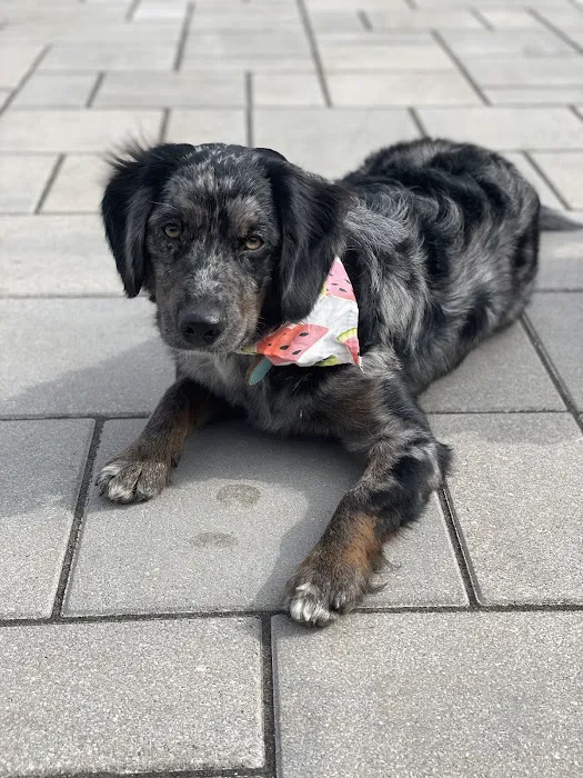 Horizon Pet Care Picture 4