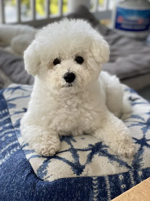 Horizon Pet Care Picture 8