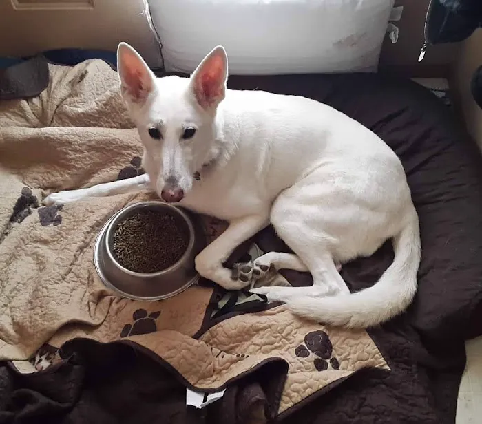 Horizon Pet Care Picture 9