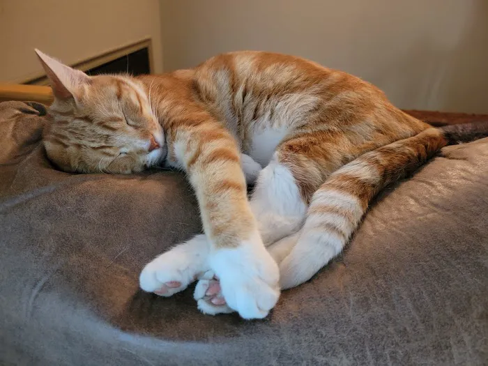 Horizon Pet Care Picture 10