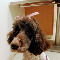 Brandon Valley Veterinary Clinic ico