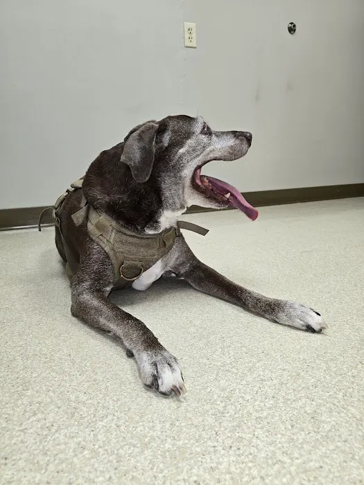 Spoo Joe DVM Picture 1