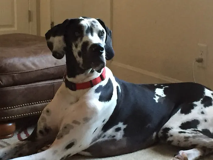 Spoo Joe DVM Picture 5