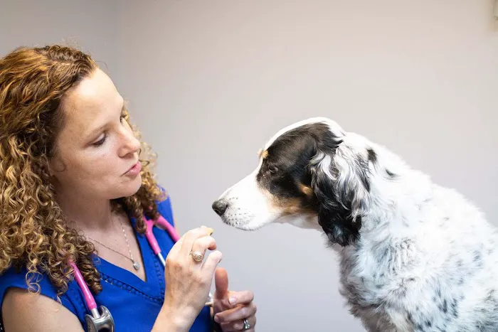 Spoo Joe DVM Picture 9