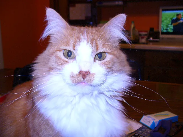 Strohbehn Veterinary Clinic Picture 1