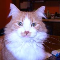 Strohbehn Veterinary Clinic ico